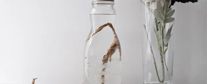 bouteille d'eau avec tige de khamaré/vétiver posée sur une surface blanche et des racines sont à côté de la bouteille ainsi qu'un vase de fleurs