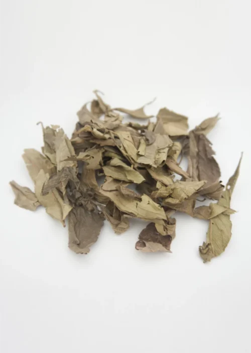 kinkéliba séché tisane de longue vie