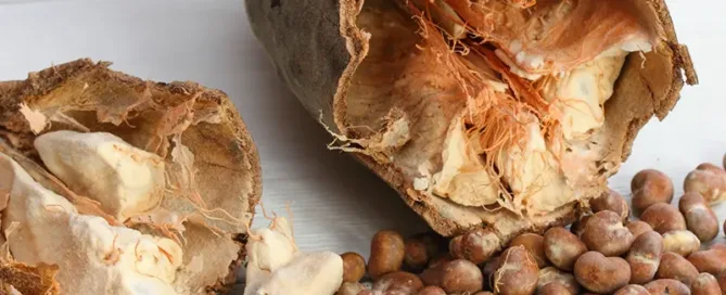 Fruit du baobab posé sur une table en bois blanc