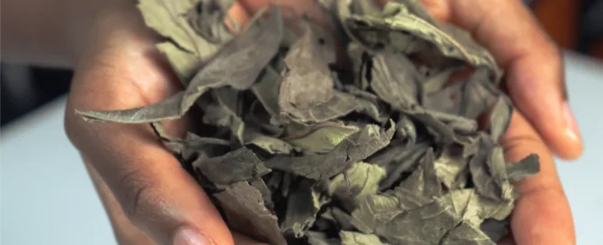 mains présentant les feuilles de kinkéliba pour parler des bienfaits dans la digestion pour le foie, contre la constipation et ses antioxydants