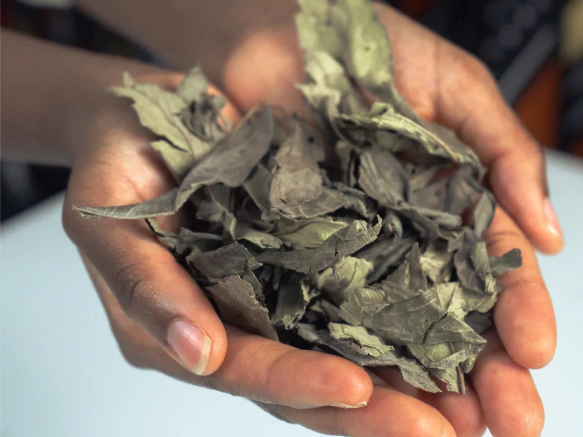 mains présentant les feuilles de kinkéliba pour parler des bienfaits dans la digestion pour le foie, contre la constipation et ses antioxydants