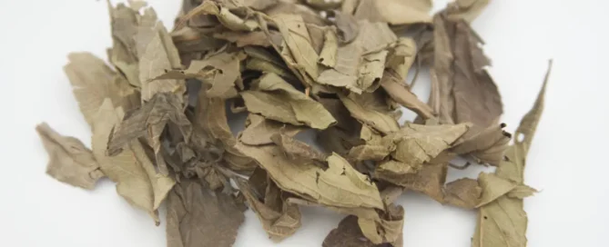 feuilles de kinkéliba posées sur une surface blanche